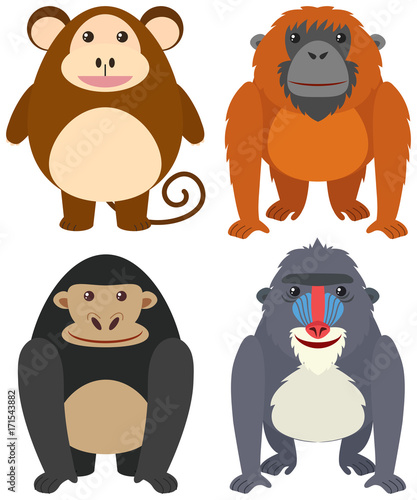 Four types of monkeys on white background