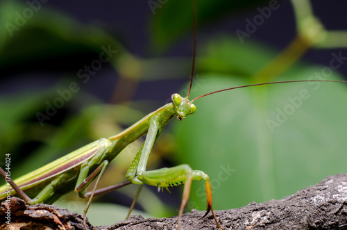 Mantis religiosa.