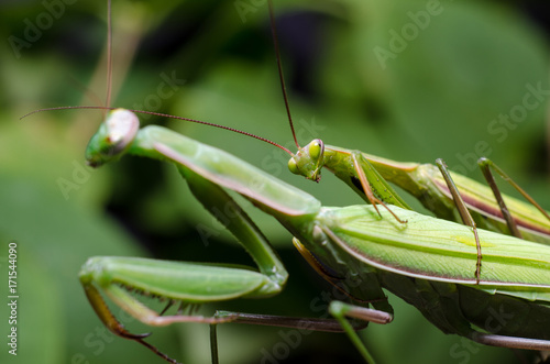 Mantis mating © Олександр Луценко