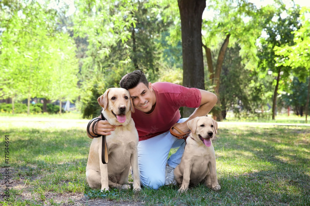 Young man walking with yellow retrievers in park Young man walking with yellow retrievers in park