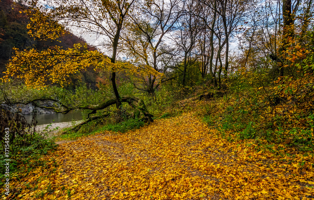 Naklejka premium yellow trees on rocky shore of the river