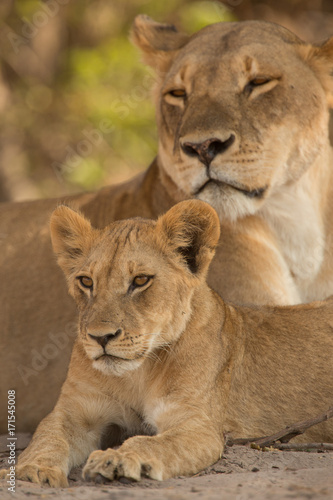 cub with mother, a pride of lions, Chobe National Park, Botswana