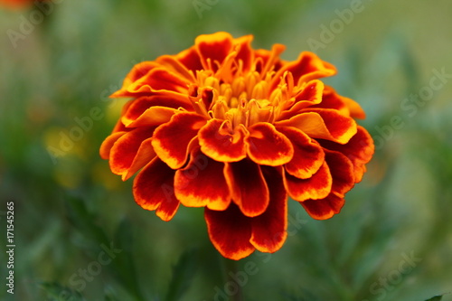 Wallpaper Mural Zoomed in orange flower Torontodigital.ca