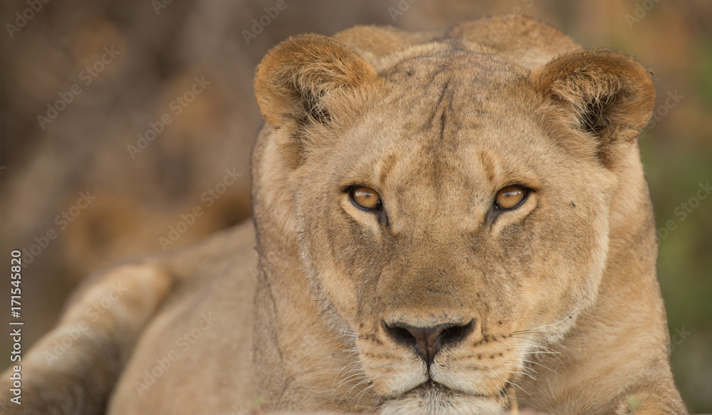 a pride of lions, Chobe National Park, Botswana a pride of lions, Chobe National Park, Botswana