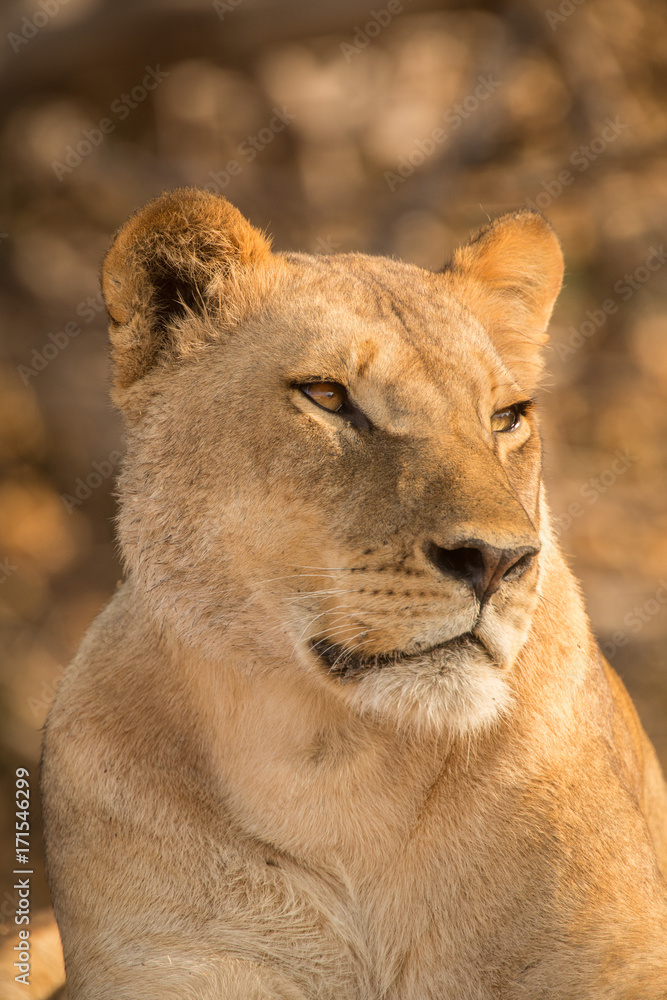 a pride of lions, Chobe National Park, Botswana a pride of lions, Chobe National Park, Botswana