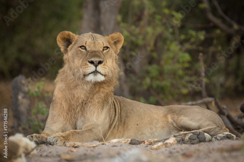 young male  a pride of lions  Chobe National Park  Botswana