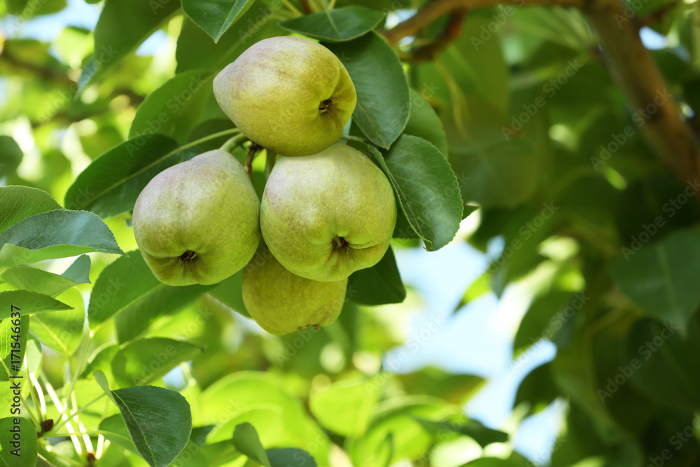 Delicious pears on branch in garden, closeup