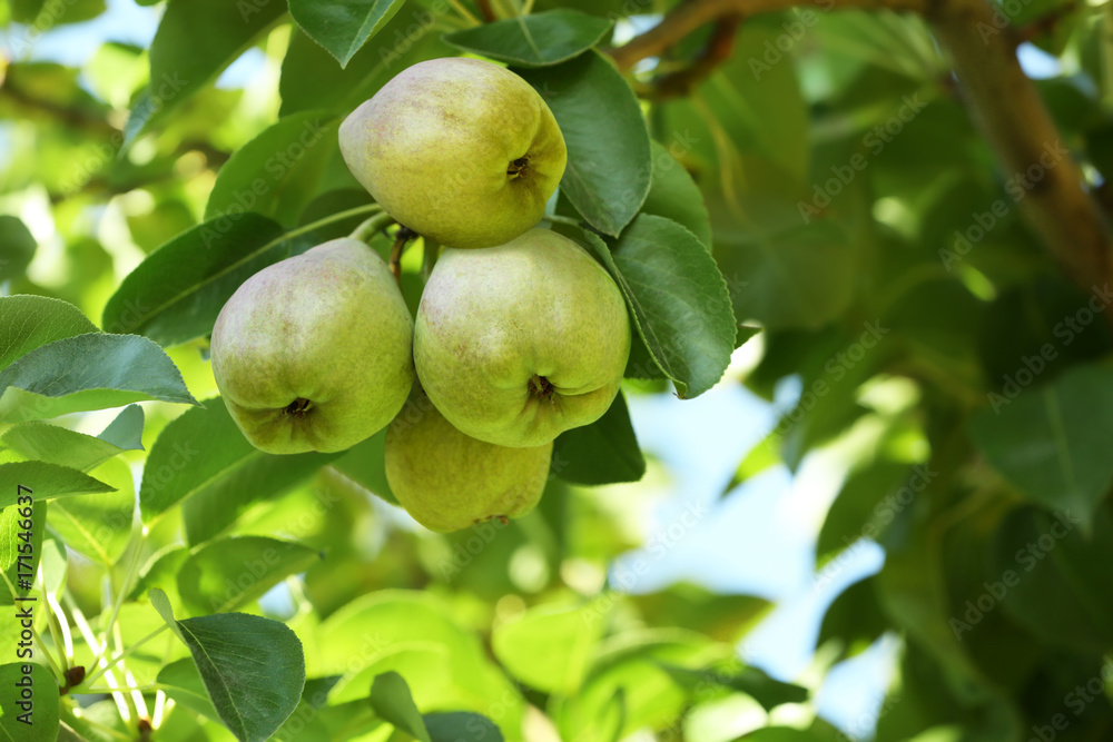 Delicious pears on branch in garden, closeup Delicious pears on branch in garden, closeup