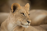a pride of lions, Chobe National Park, Botswana
