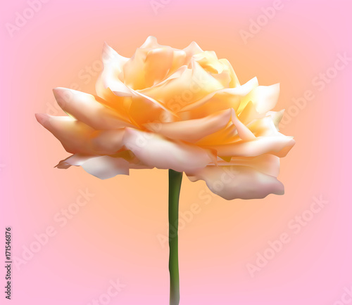 light cream single rose on pink background