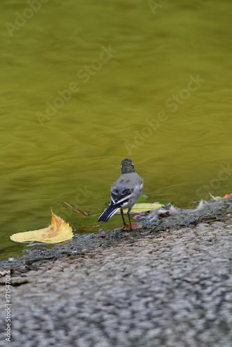 white wagtail