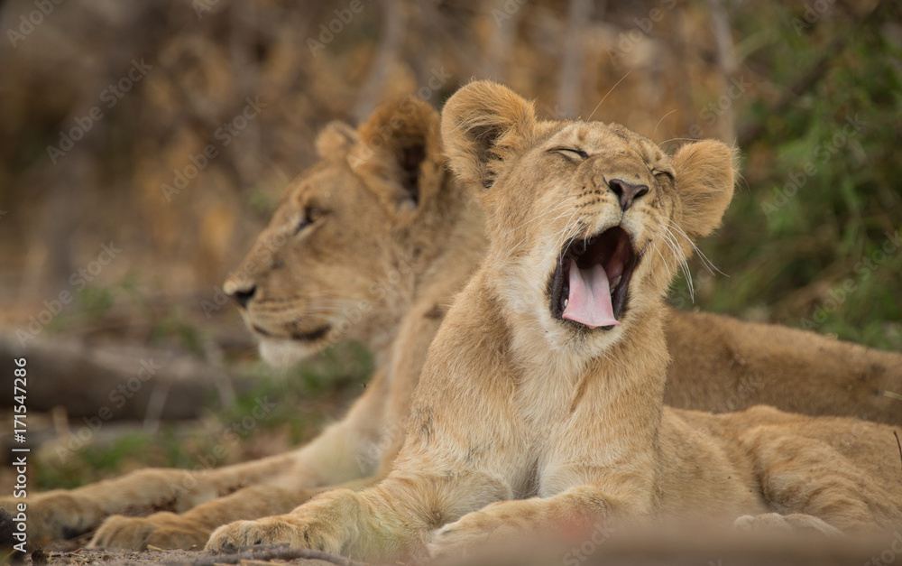 a pride of lions, Chobe National Park, Botswana a pride of lions, Chobe National Park, Botswana