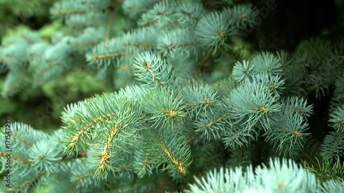 Blue spruce, green spruce or blue spruce, with the scientific name Rsea pungens. Beautiful blue spruce against the sky photo