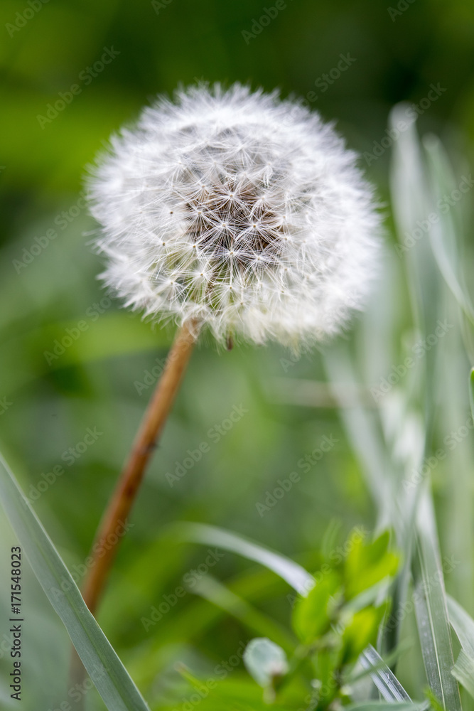 Obraz premium Pusteblume, Nahaufnahme