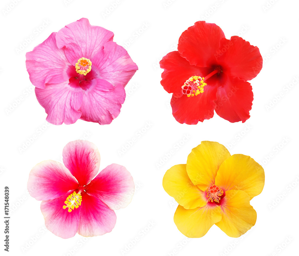 Collection of Hibiscus flower isolated on white background