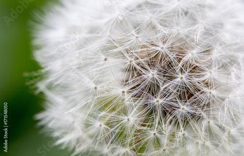 Pusteblume  Nahaufnahme