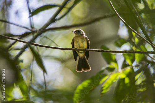 Assanhadinho (Myiobius barbatus) | Whiskered Flycatcher photographed in Viana, Espírito Santo - Southeast of Brazil. Atlantic Forest Biome. photo