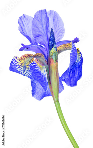 Fototapeta Naklejka Na Ścianę i Meble -  bright blue iris bloom isolated closeup