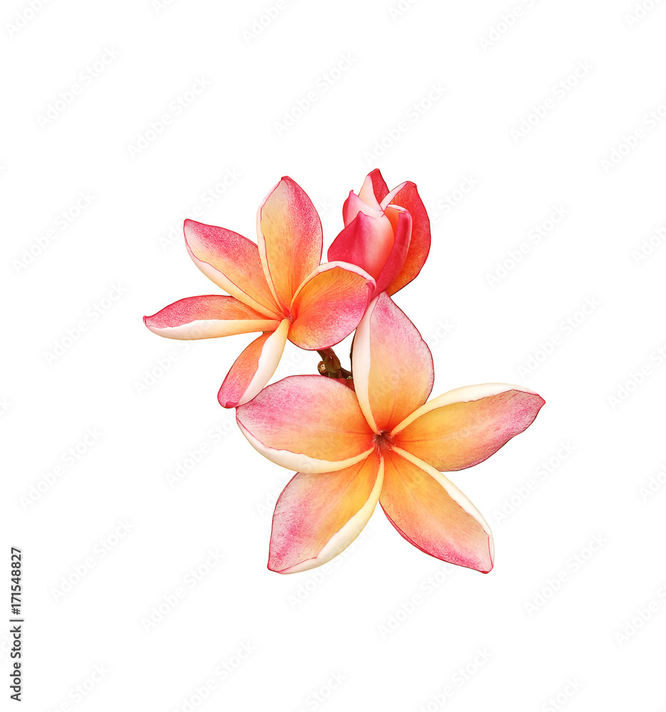 Tropical frangipani flower isolated on white background