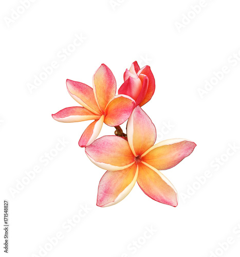 Tropical frangipani flower isolated on white background