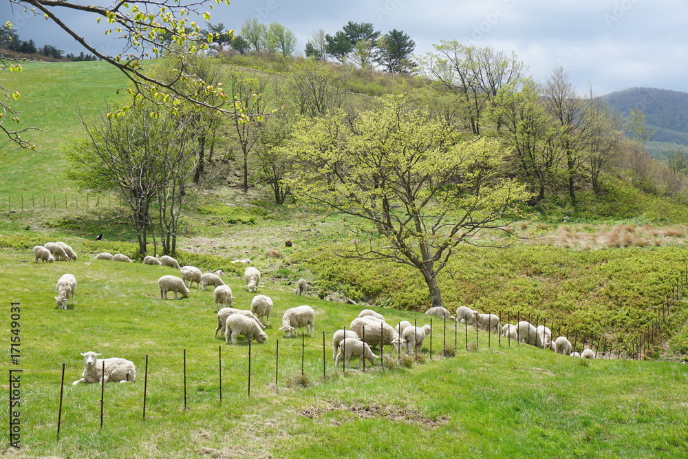 White sheep on green grass field.