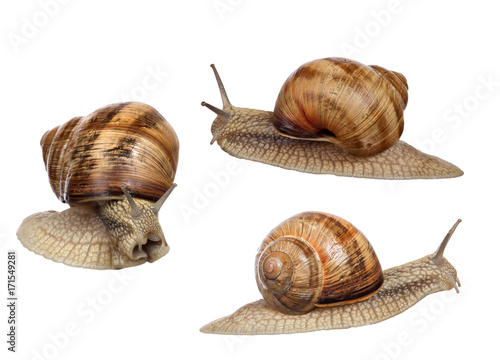 set of three brown snails isolated on white