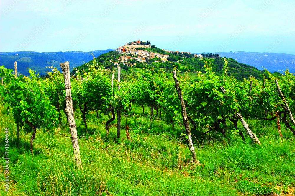 Vineyard landscape in Istria, Croatia, town Motovun on the hill in background