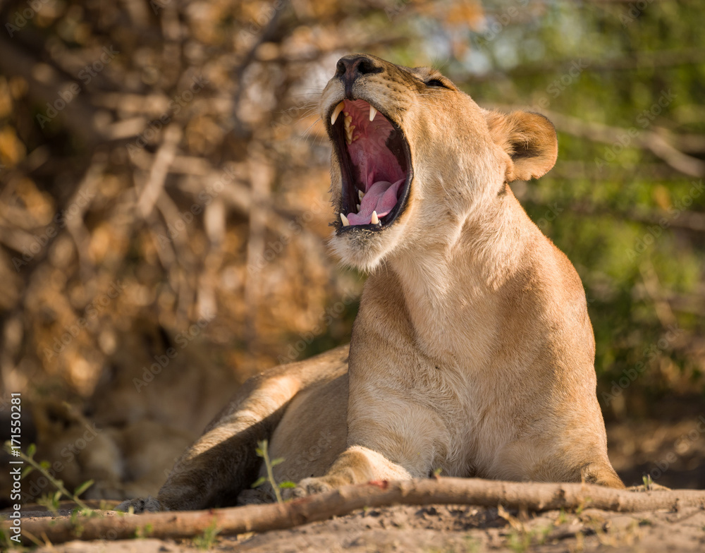 yawning, a pride of lions, Chobe National Park, Botswana yawning, a pride of lions, Chobe National Park, Botswana