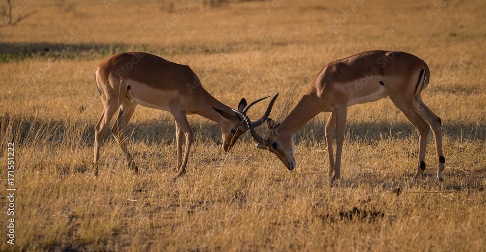 Naklejka premium Impala fighting