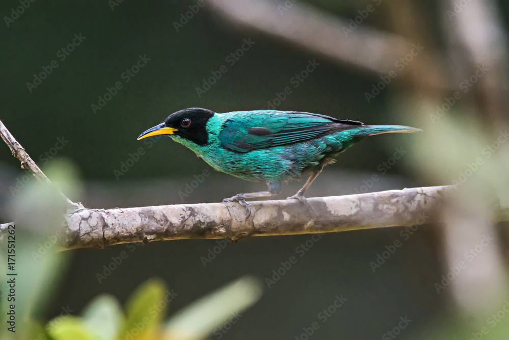 Obraz premium Saí-verde (Chlorophanes spiza) | Green Honeycreeper photographed in Viana, Espírito Santo - Southeast of Brazil. Atlantic Forest Biome.