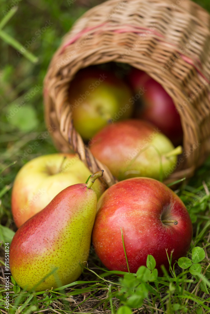 Red green apples and pears in a wicker basket scattered in green grass outdoors closeup Red green apples and pears in a wicker basket scattered in green grass outdoors closeup