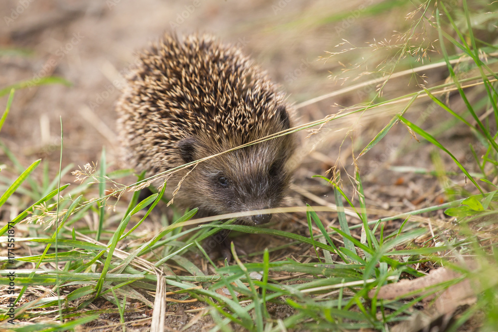 Fototapeta premium Small cute hedgehog on the nature in the grass