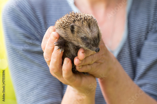 Little cute hedgehog in women's hands