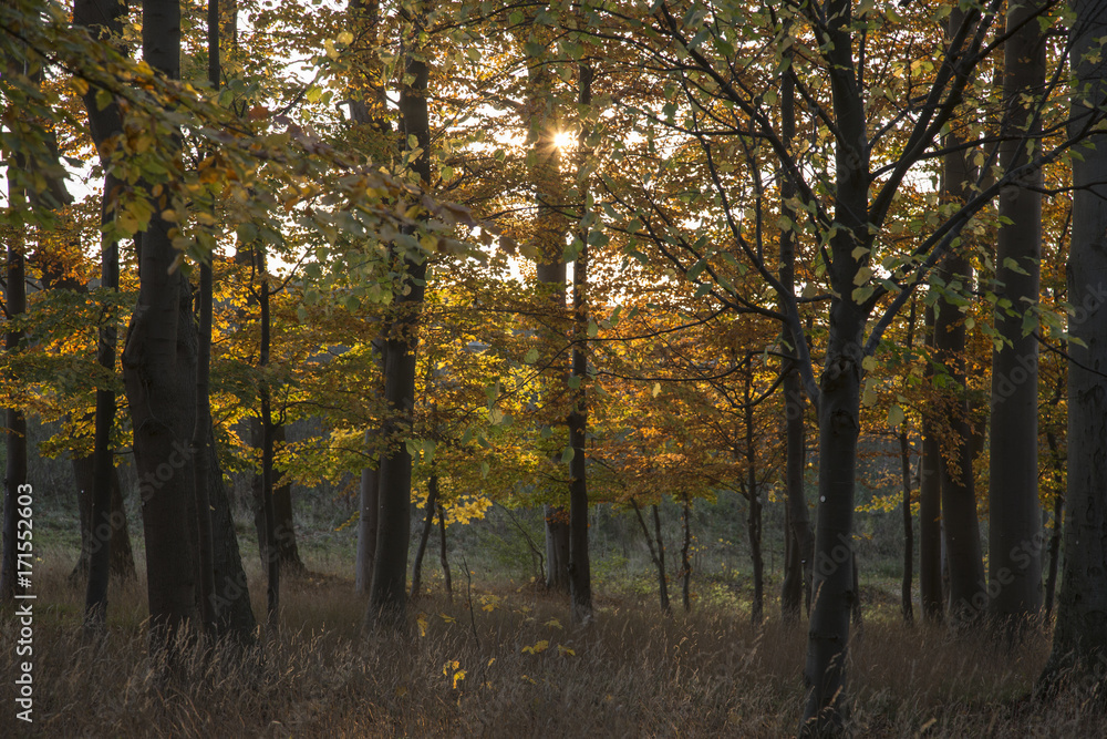 Fototapeta premium autumn