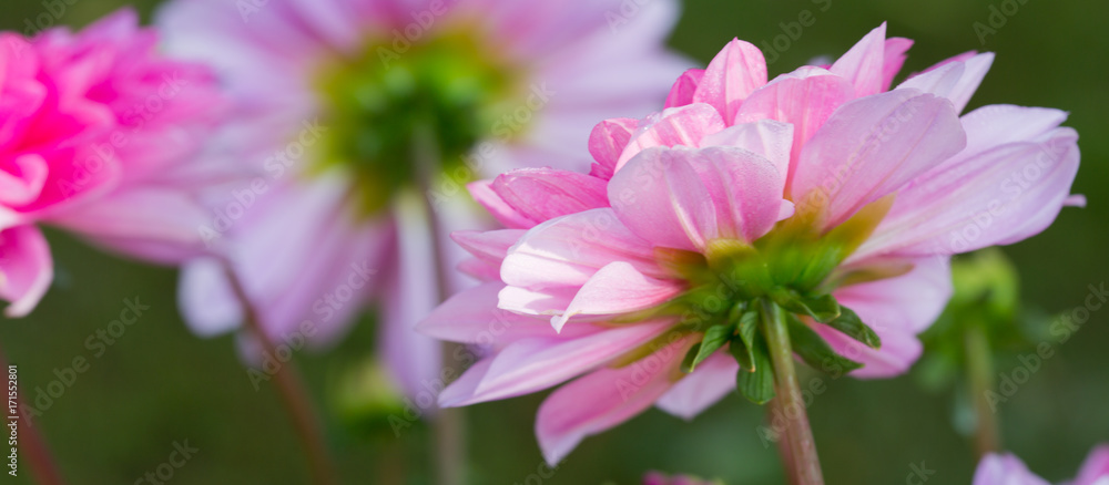 Obraz premium Pink dahlia background.