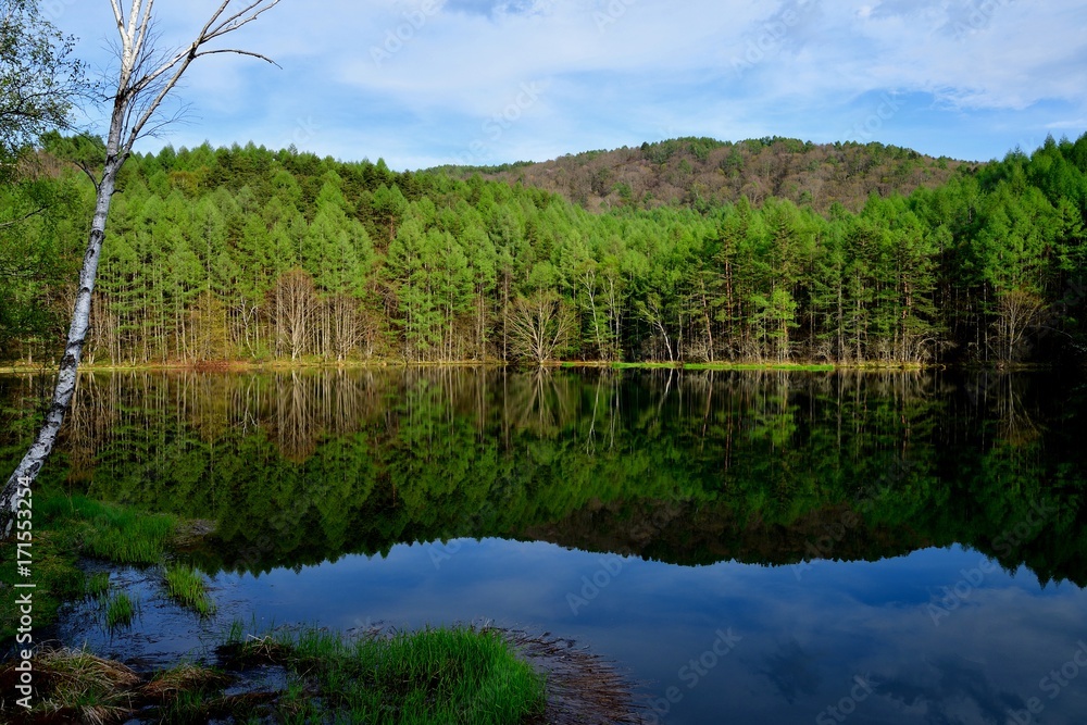 Fototapeta premium 高原の湖、新緑に包まれて、、、