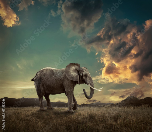 Elephant with trunks and big ears outdoor under sunlight.