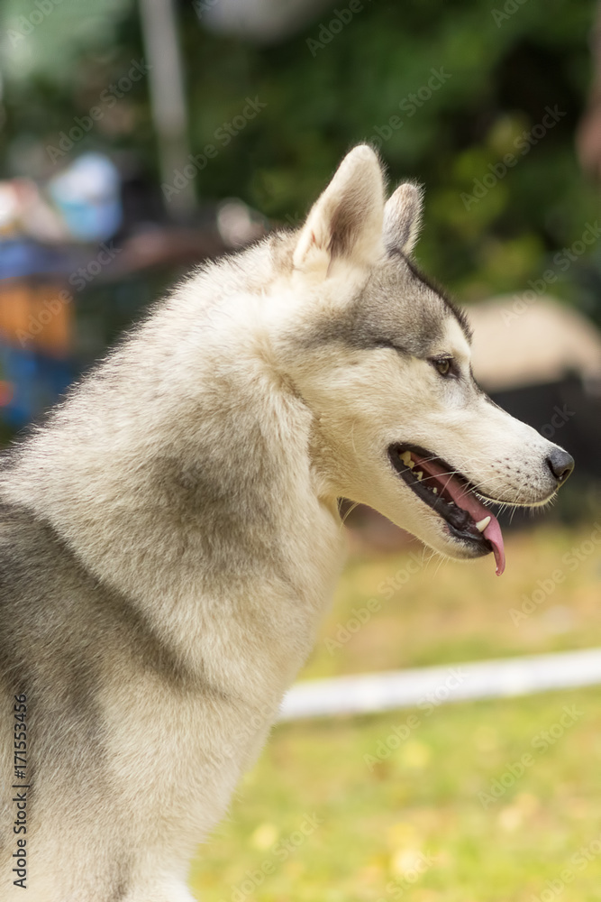 Siberian Husky close-up Siberian Husky close-up