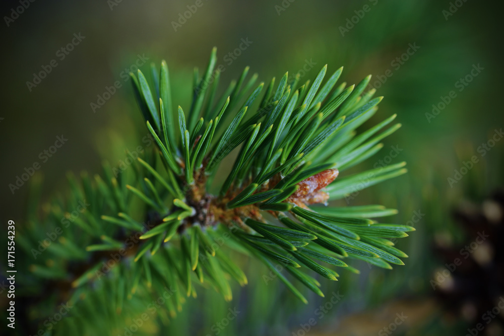 Spruce branch, macro photo with selective focus Spruce branch, macro photo with selective focus