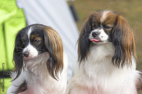 Continental toy spaniel Falen photo