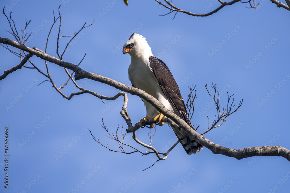 Gavião-pato (Spizaetus melanoleucus) | Black-and-white Hawk-Eagle photographed in Viana, Espírito Santo - Southeast of Brazil. Atlantic Forest Biome. Gavião-pato (Spizaetus melanoleucus) | Black-and-white Hawk-Eagle photographed in Viana, Espírito Santo - Southeast of Brazil. Atlantic Forest Biome.