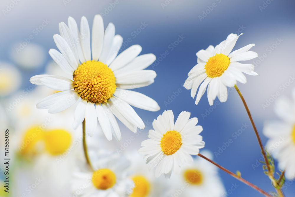 Naklejka premium Chamomile among flowers