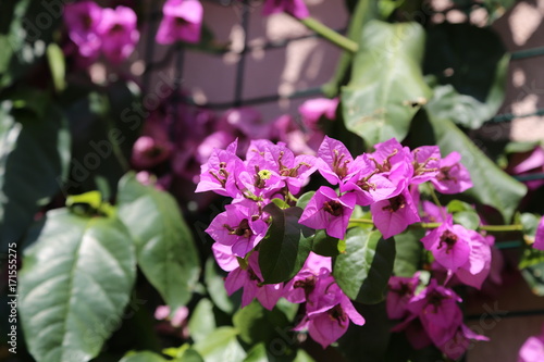 Wallpaper Mural Pink blooming flower, Bougainvillea flower Torontodigital.ca