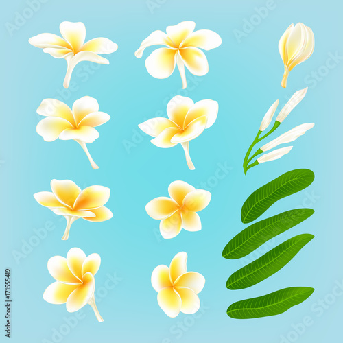 White plumeria flower (Frangiapani), vector illustration.