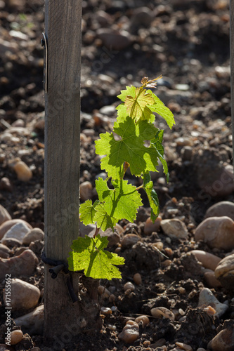 vigne printemps photo