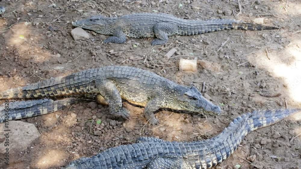 The crocodile crawls to the water. The crocodile crawls to the water.