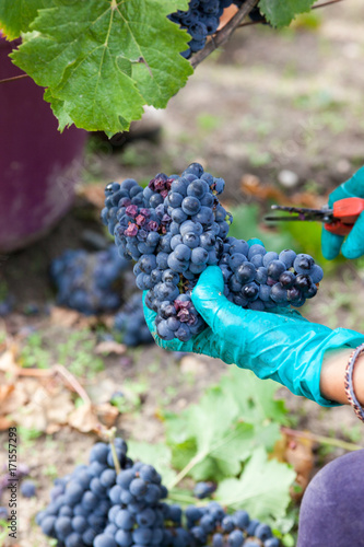 vigne vendange raisin photo