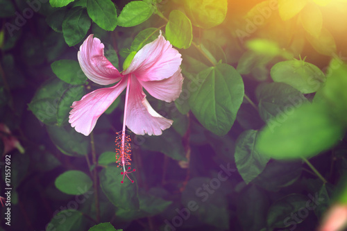 pink hibiscus flower on green leaves background