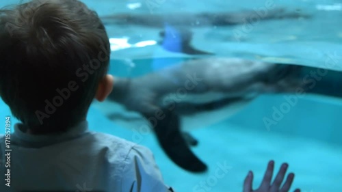 Back view of a child looking at pool in glass aviary with Humboldt penguins swimming underwater. Visiting zoo and getting know new animals