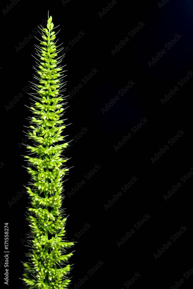 Close up the freshness jungle rice weed on black backgroud Close up the freshness jungle rice weed on black backgroud